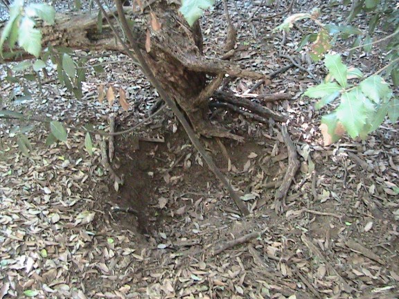 Inquietanti tracce in una villa...al centro di Roma!!!